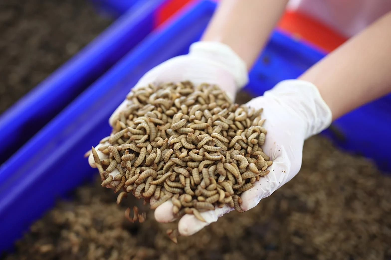 อาหารเหลือใช้เลี้ยงแมลงโปรตีน ตามแนวคิดเศรษฐกิจหมุนเวียน