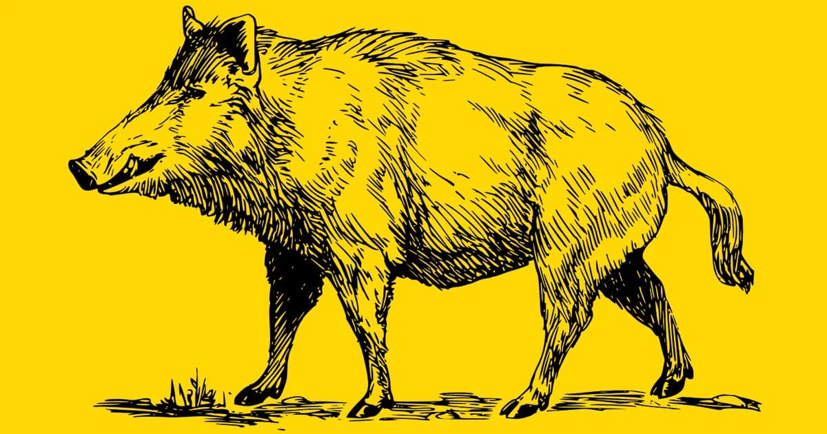 13 เรื่อง ของ “หมูป่า” ที่คุณอาจยังไม่รู้