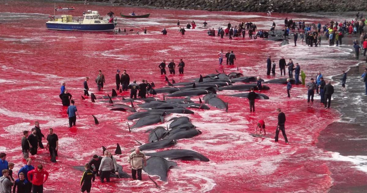 อย่างเหี้ยม! ประเพณีล่าวาฬในเดนมาร์ก ทำทะเลเป็นสีเลือดสด