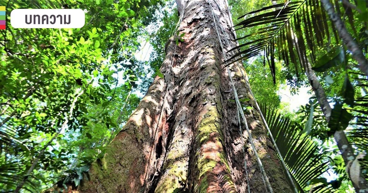 เปิดข้อเท็จจริงป่าอเมซอน แหล่งธรรมชาติสำคัญ แต่ไม่ได้ผลิตออกซิเจนร้อยละ 20 ของโลก