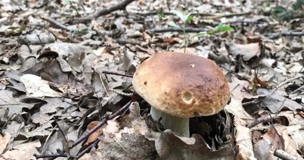 ทูตนริศโรจน์ ระบุ ข่าวคนไทยเก็บเห็ดหลงป่าลาวได้ฉีด 'ไฟเซอร์' ไม่เป็นความจริง