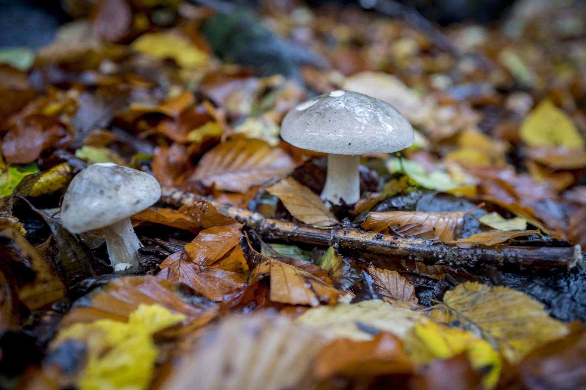 สื่อลาว ยัน 7 คนไทยเก็บเห็ดล้ำแดน ถูกจับ ได้ฉีด mRNA ไม่มีมูลความจริง