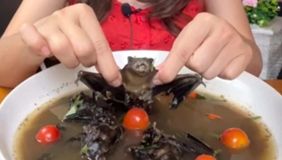 อย่าหาทำ เปิบพิสดาร ‘ค้างคาว’ ชี้เป็นแหล่งรวมเชื้อโรคกว่า 60 ชนิด