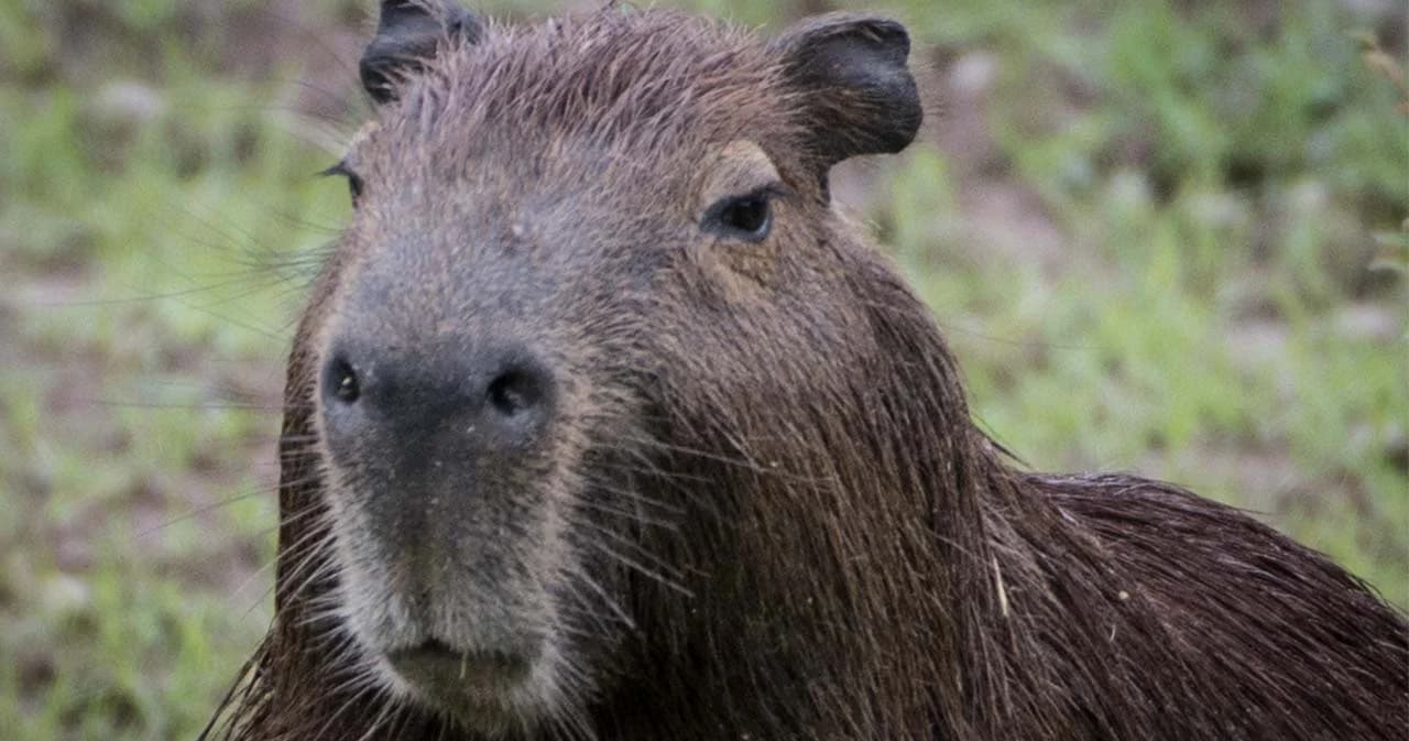 รู้จัก ‘คาปิบารา’ หนูสุดชิลที่มีภาพไวรัลในตอนนี้ พร้อมชื่อใหม่ไทยๆ ‘หมามะพร้าว-กะปิปลาร้า’